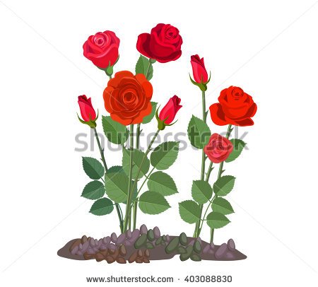 Rose plant clipart 20 free Cliparts | Download images on Clipground 2021