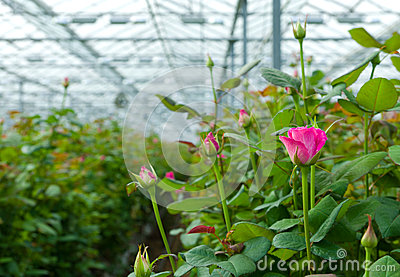 Roses Greenhouse Royalty Free Stock Images.