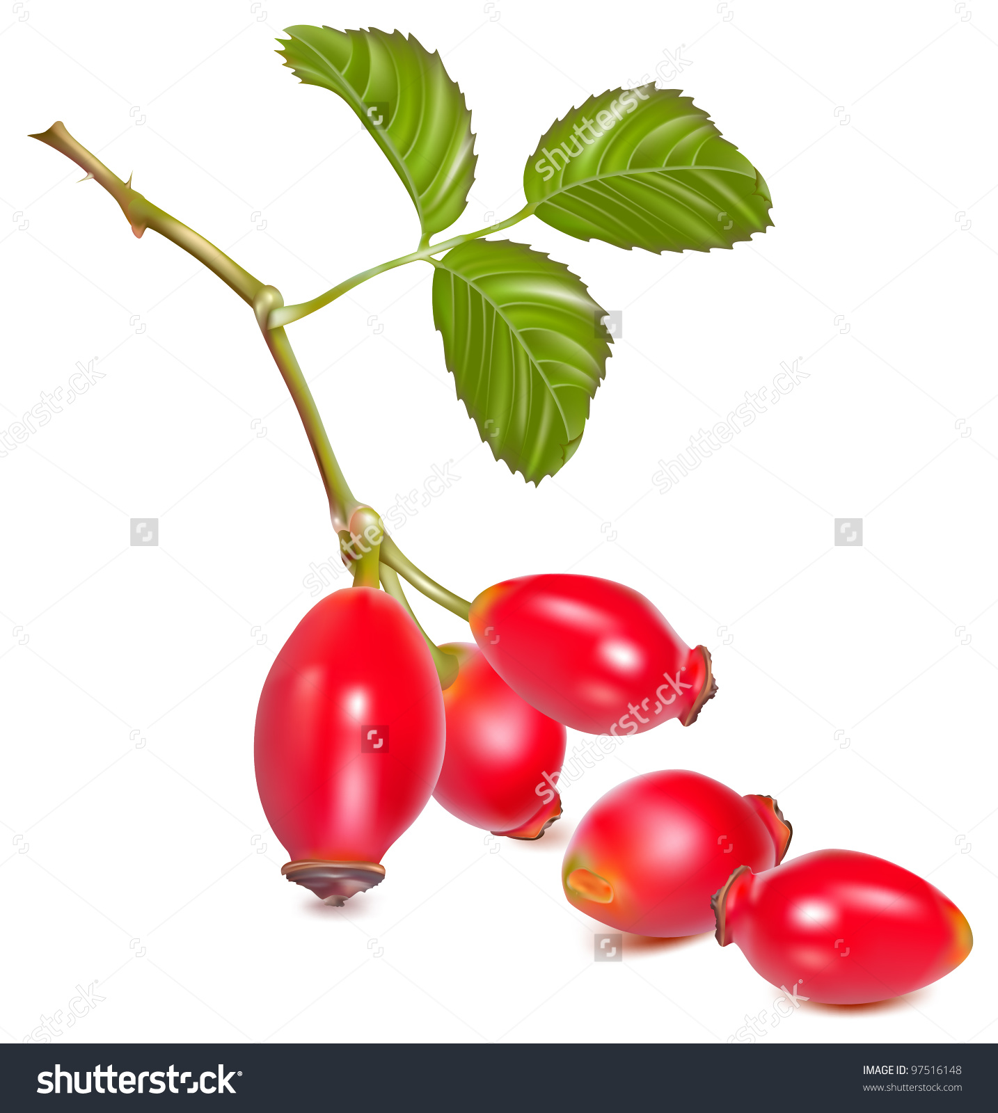 Rose Hip Fruit Leaves Dogrose Vector Stock Vector 97516148.