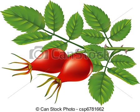 Vector Illustration of A branch of wild rose hips. Vector.
