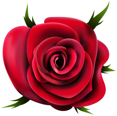 Download ROSE Free PNG transparent image and clipart.