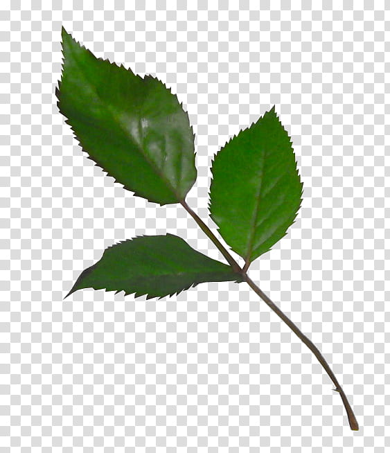 Rose leaf, green leaves transparent background PNG clipart.