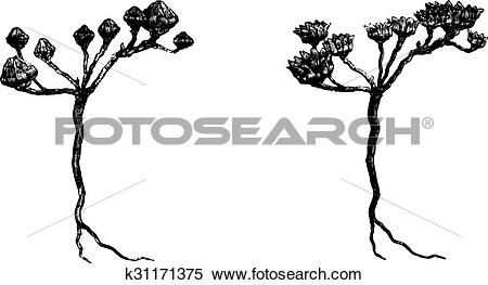 Clipart of The Rose of Jericho, vintage engraving. k31171375.
