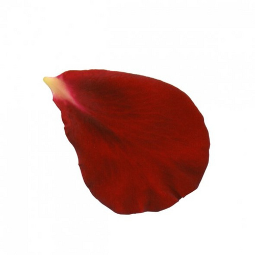 Rose Petals Clipart.