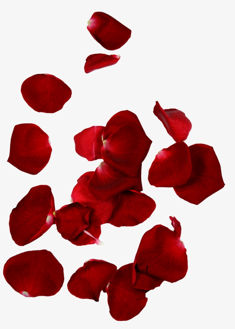 rose petals png download 10 free Cliparts | Download images on