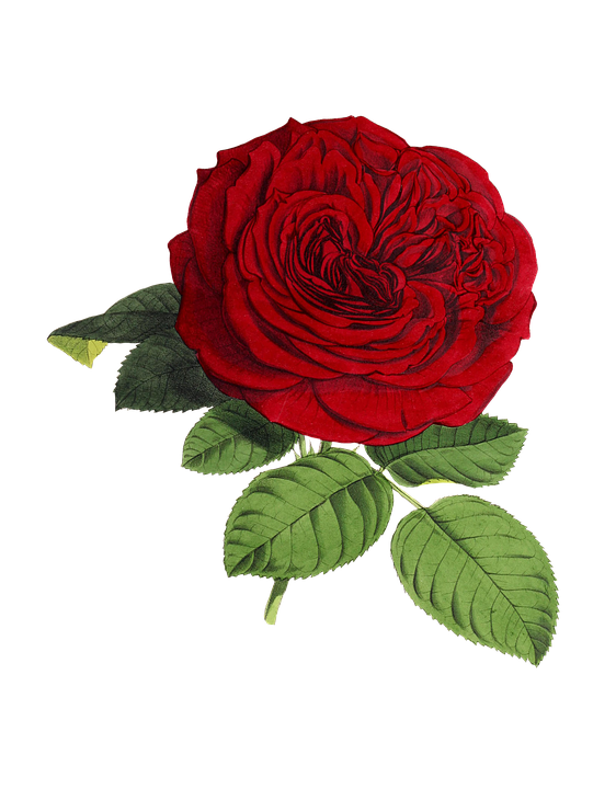 Rose PNG flower images, free download.