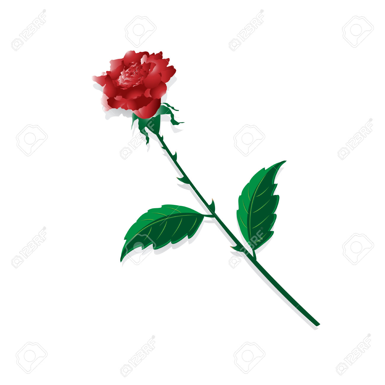 Flower Of The Rose With Thorn On White Background Royalty Free.