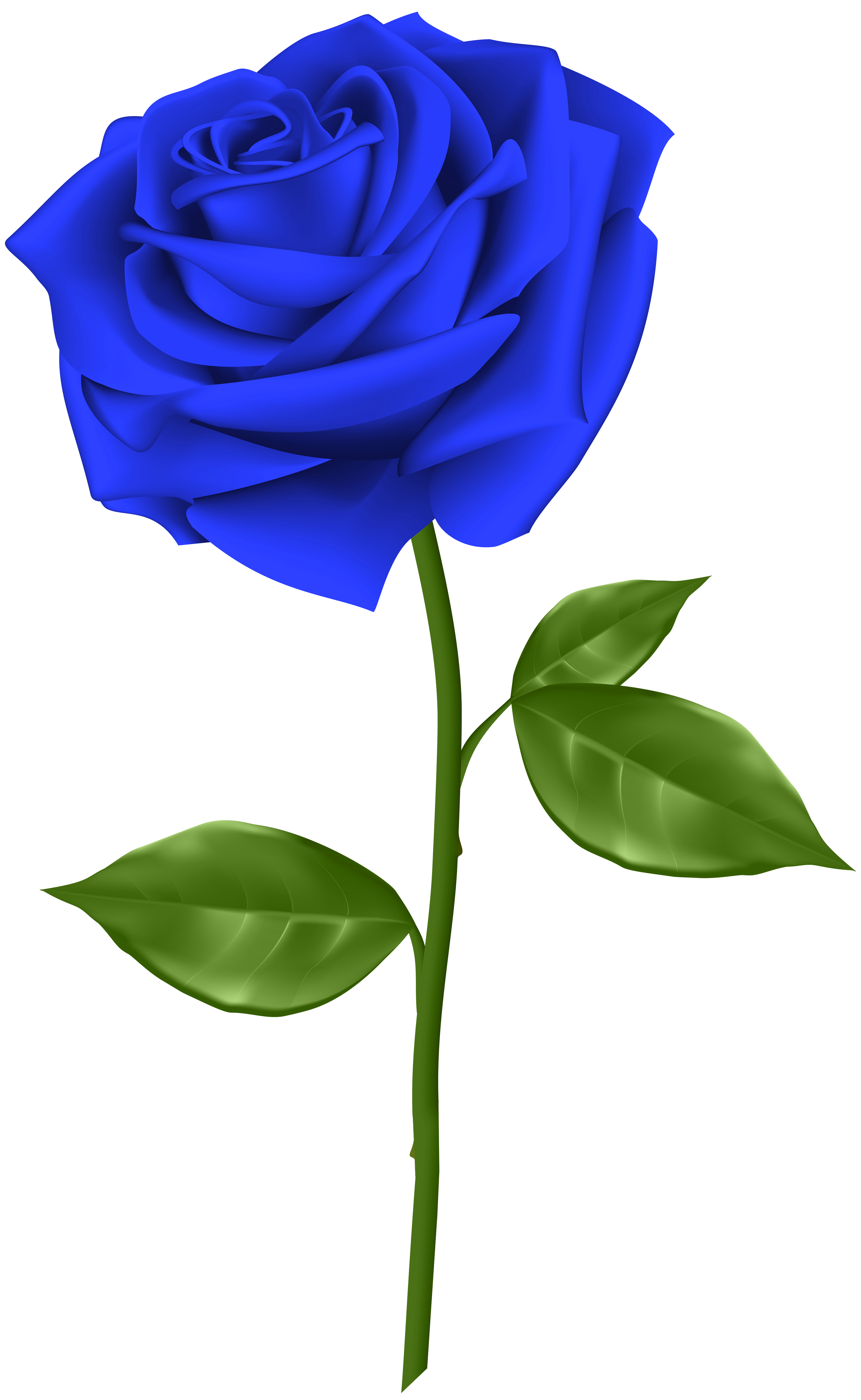 Blue Rose Transparent PNG Clip Art.