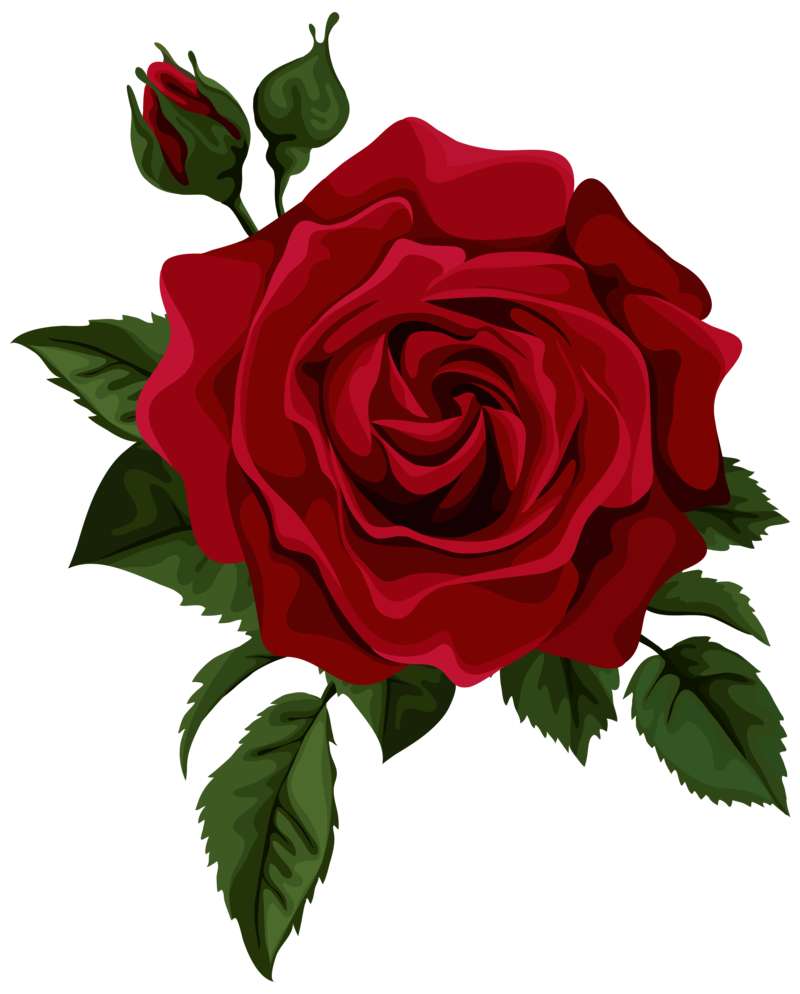 Download Free png Rose PNG, Download PNG image with.