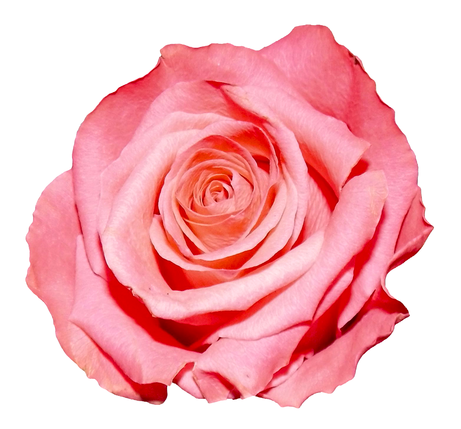 Rose PNG Image.