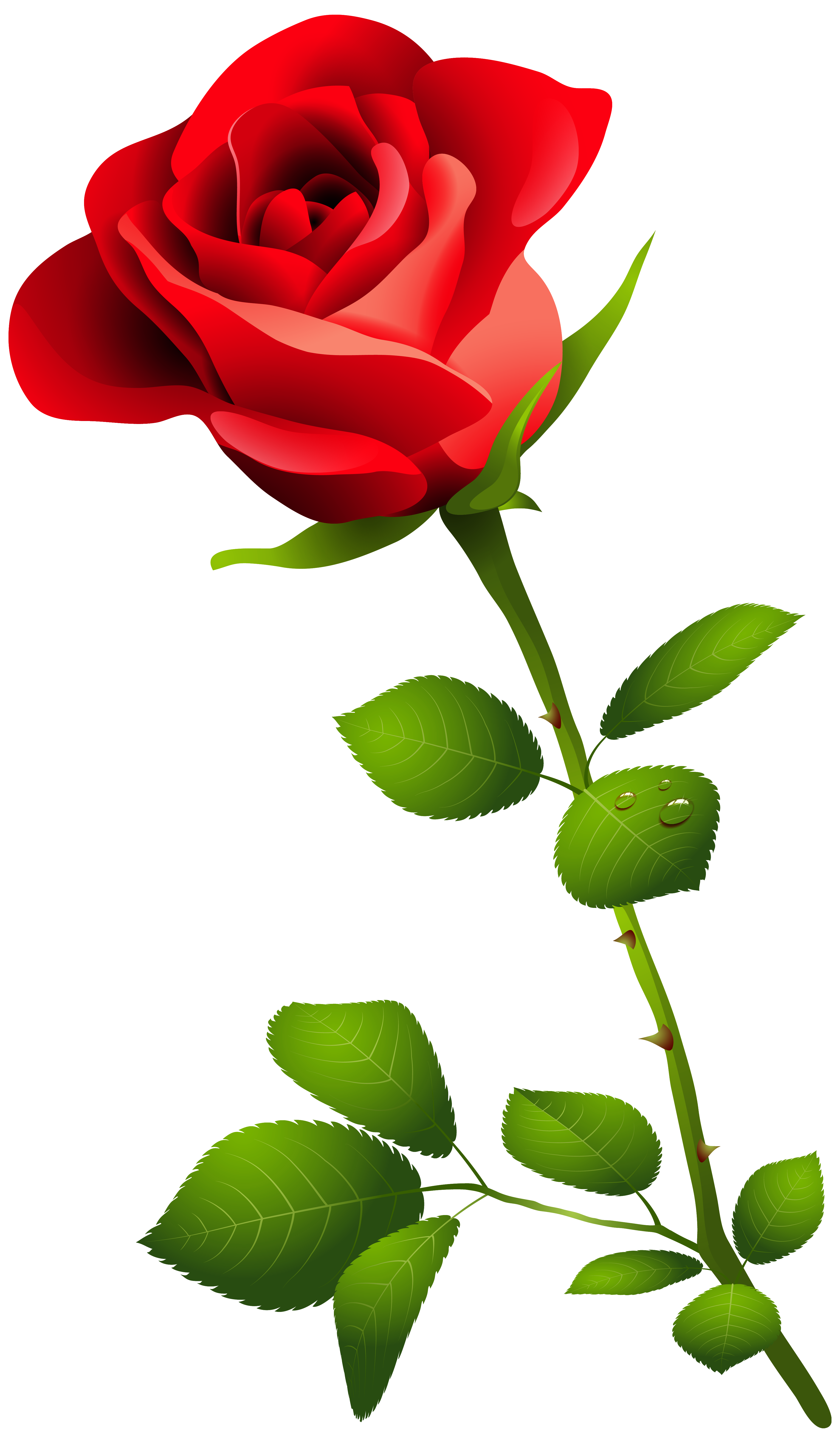 Red Rose with Stem PNG Clipart Image.