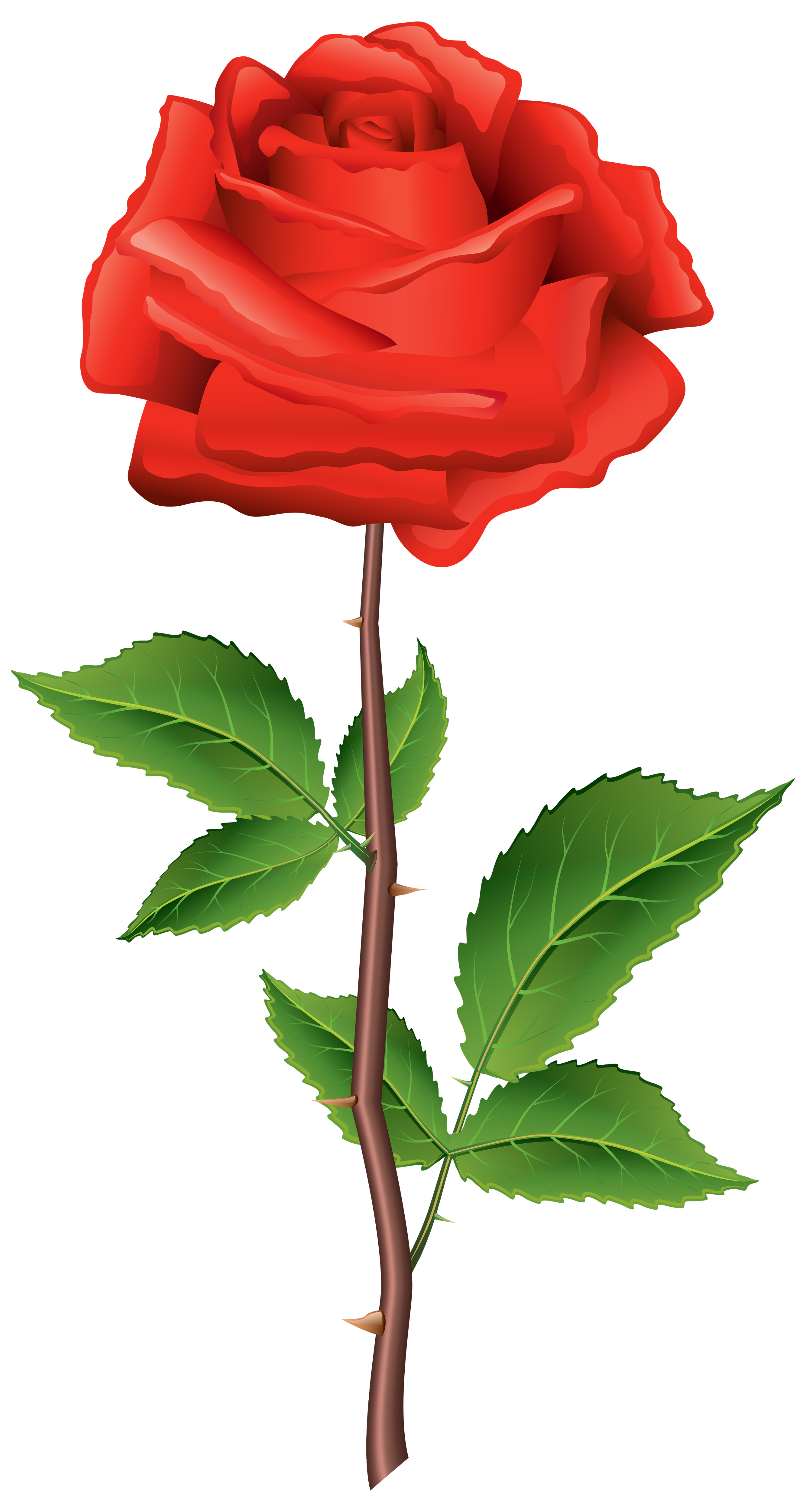 Stem Red Rose PNG Clipart.