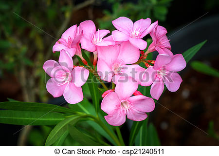 Stock Photography of Sweet oleander, Rose bay flower with leave.