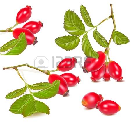 100 Dog Rose Hips Stock Vector Illustration And Royalty Free Dog.