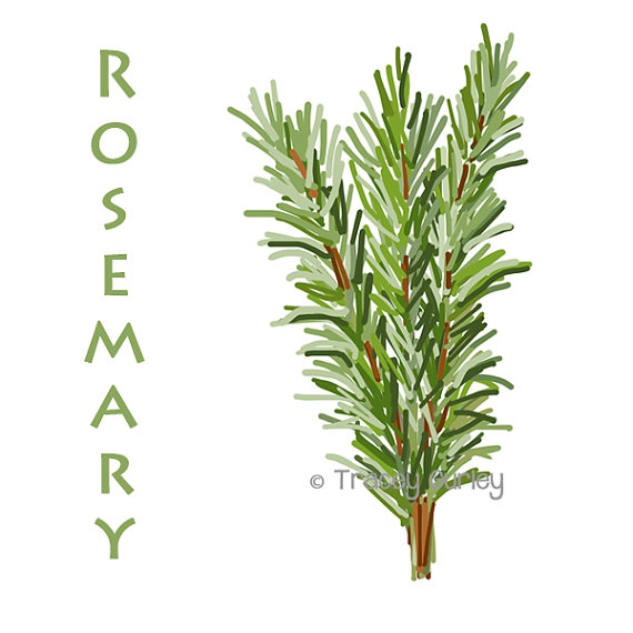 Rosemary Clipart.