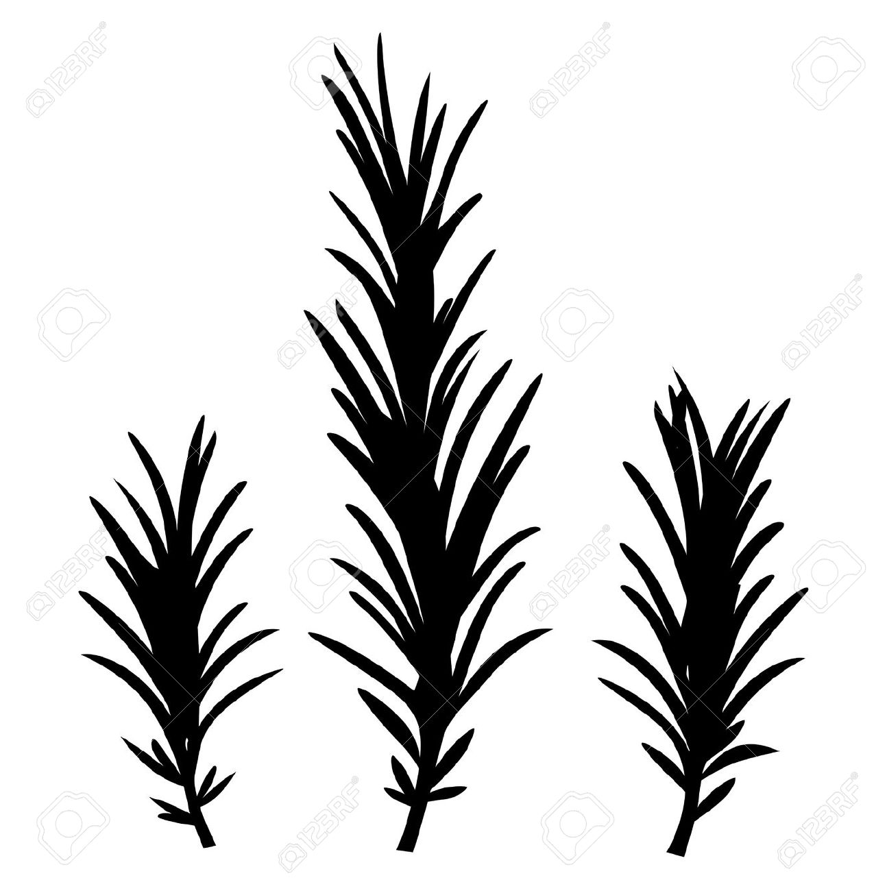 Rosemary Herb Clipart.