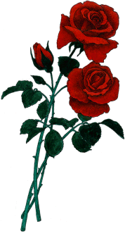 Roses Clipart ~ free rose images and clip art.