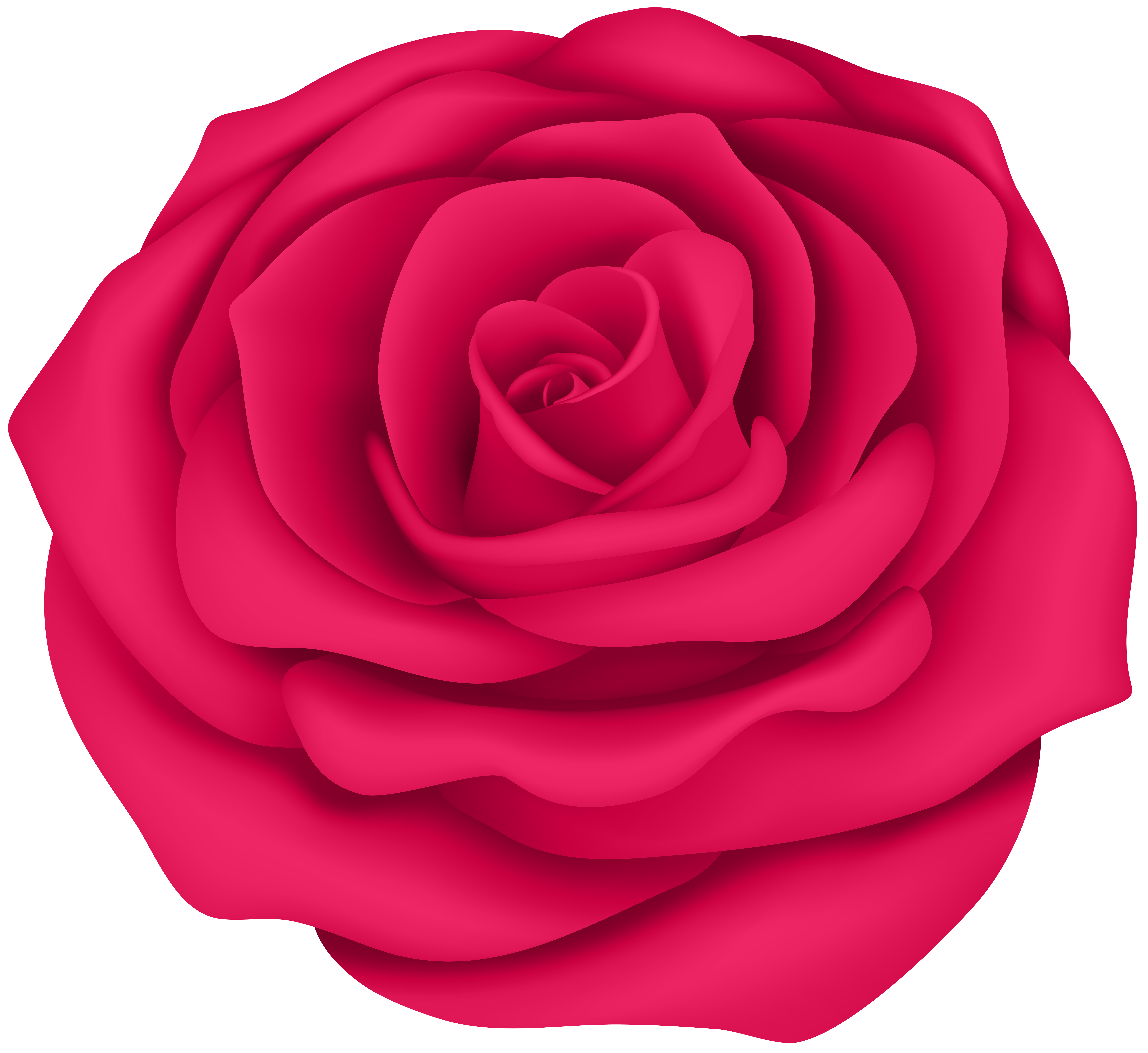 Pink Rose Flower Transparent Clip Art Image.