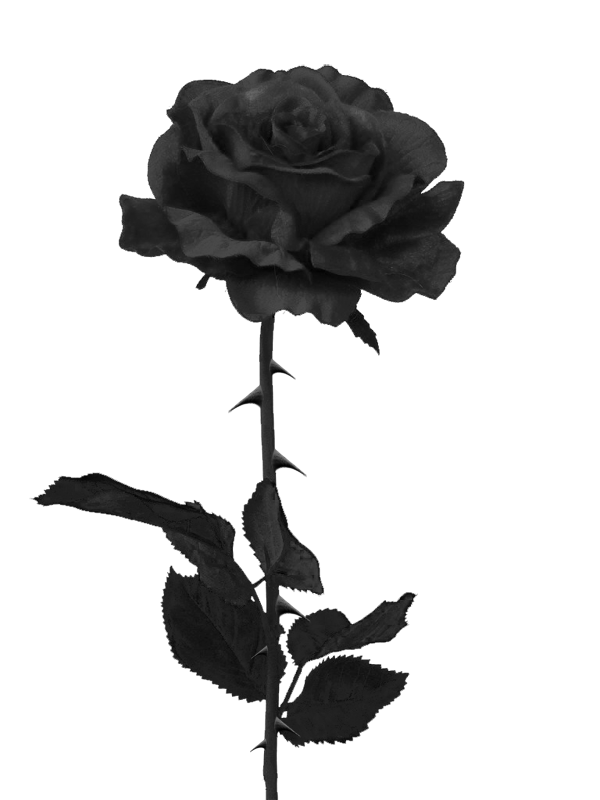 black rose.