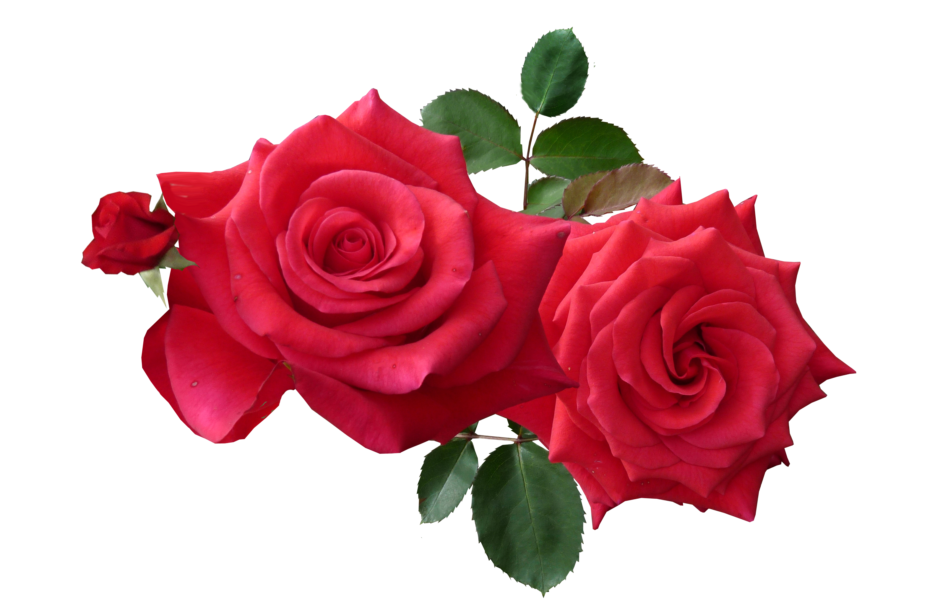 Red Roses PNG Image.