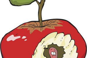 Rotten apple clipart 6 » Clipart Station.