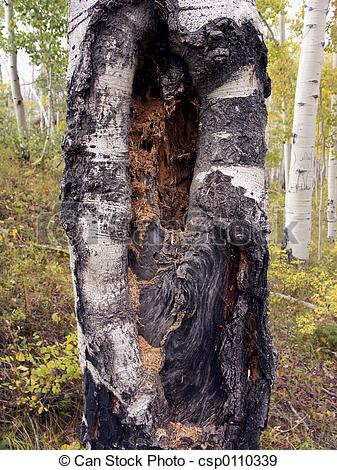 Stock Photographs of Tree Rot.