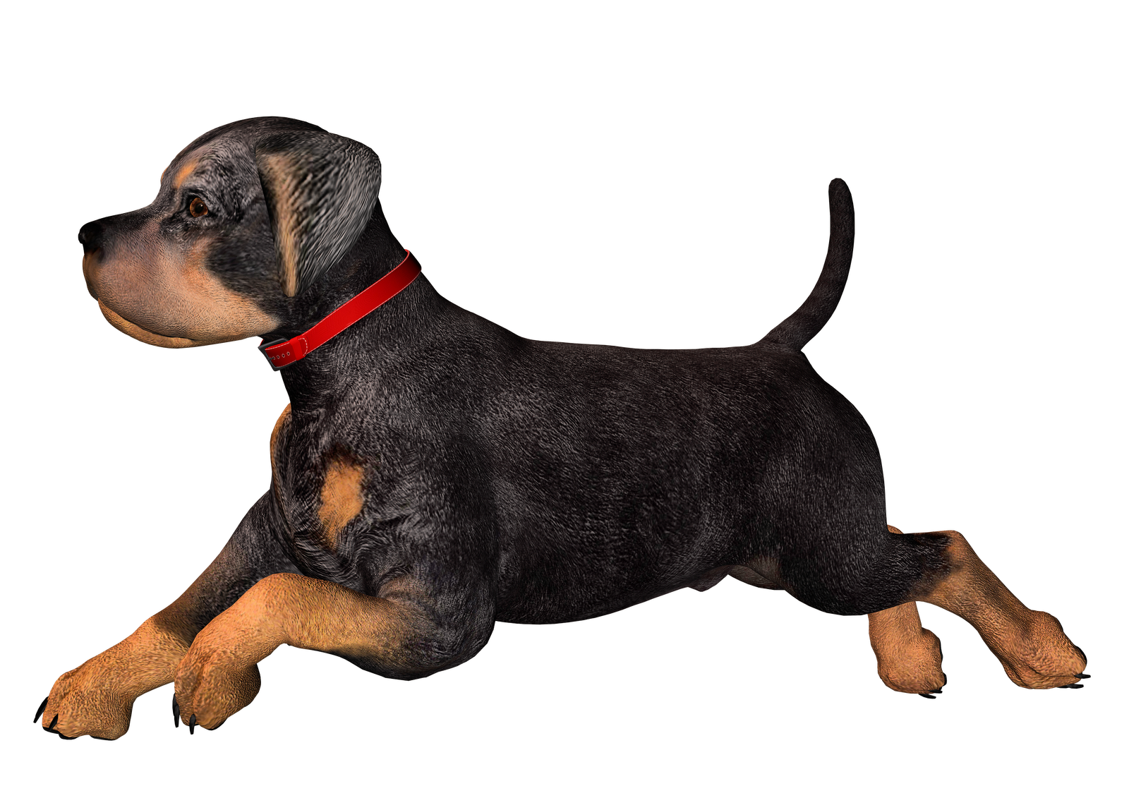 Free Cliparts Rottweiler Puppy, Download Free Clip Art, Free.
