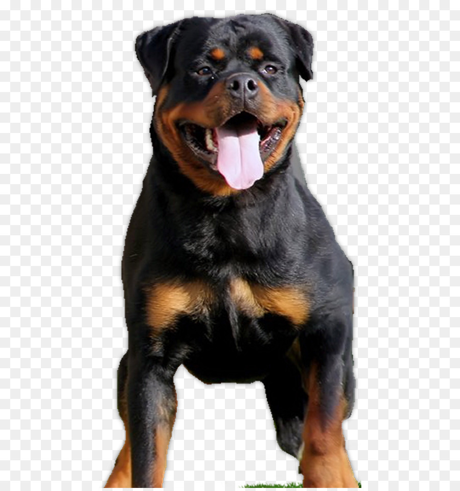 rottweiler png 10 free Cliparts | Download images on Clipground 2021