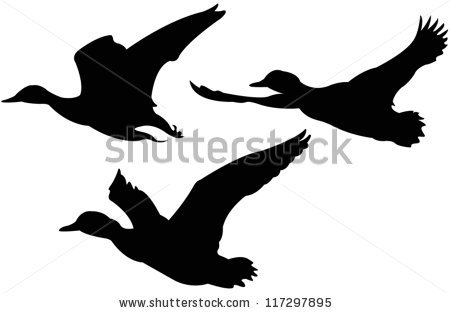 Flying Ducks Stock Images, Royalty.