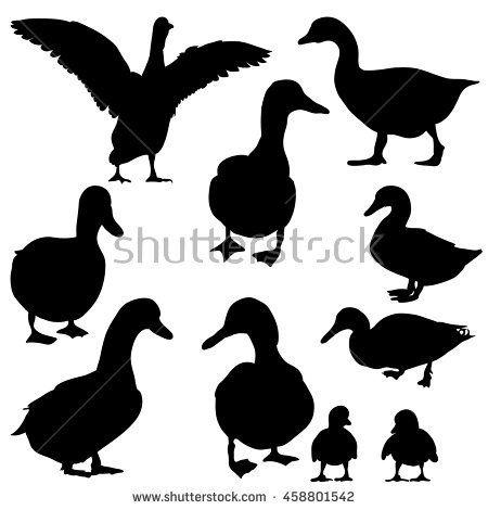 Duckling Stock Images, Royalty.