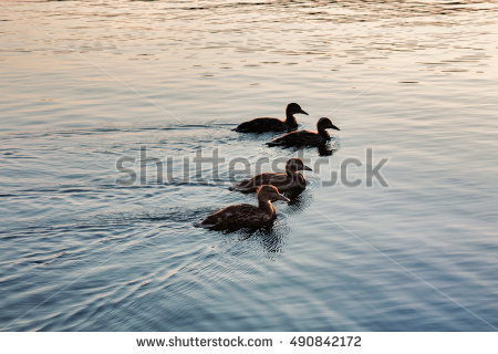 Ducks In A Row Stock Images, Royalty.