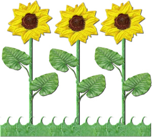 Flowers Row Of Sunflowers.