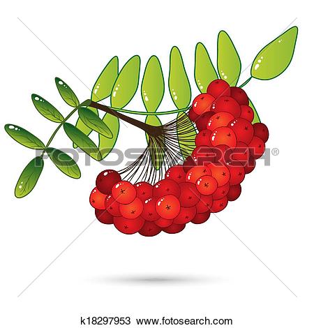 Clipart of Bunch of red rowan berries with leaves isolated on.