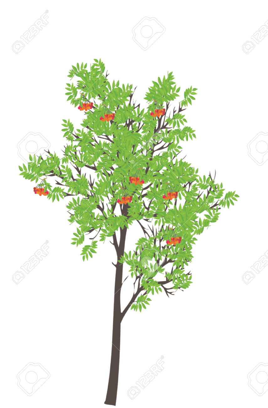 Rowan tree clipart 20 free Cliparts | Download images on Clipground 2024
