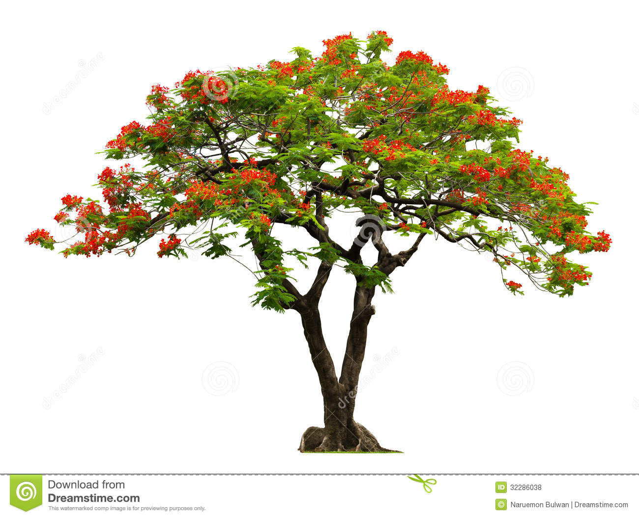 Royal Poinciana Tree Royalty Free Stock Photo. Royal Poinciana Tree Royalty Free Stock Photo.