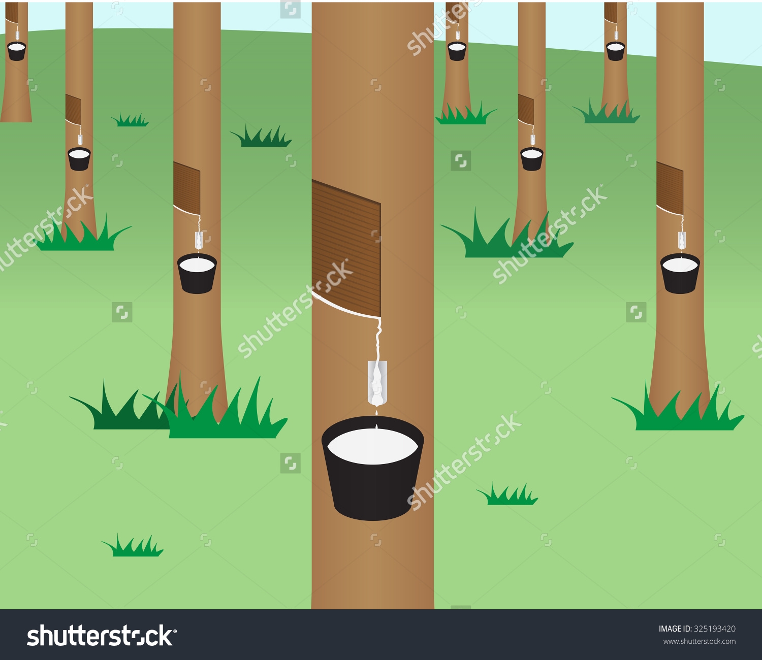 Rubber Tree Clipart.
