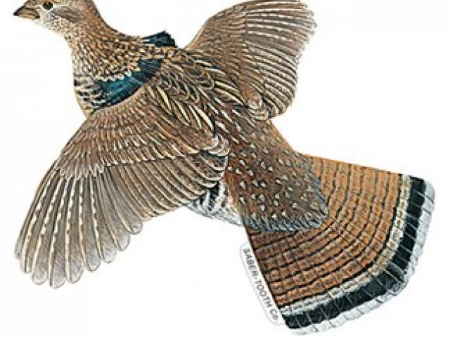 Pheasant Clipart ruffed grouse 22.