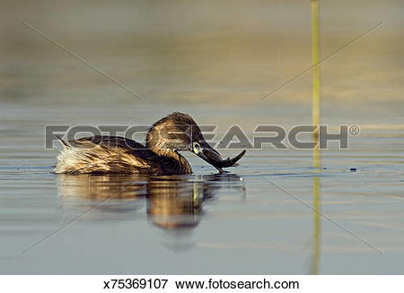 Picture of Little Grebe, Tachybaptus ruficollis, in lake, fighting.