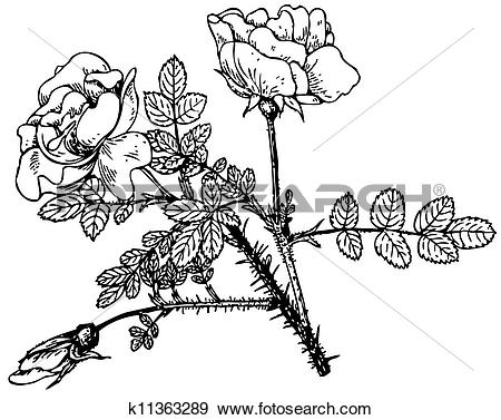 Clip Art of Plant Rosa rugosa alboplena k11363289.