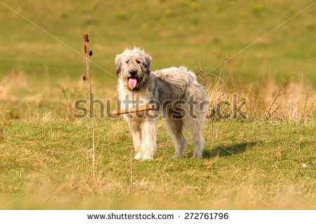 Carpathian Sheepdog Clipart.