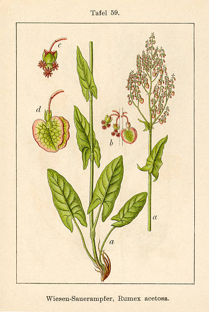 Sorrel Plants A 18th Century Botanical Illustration Clip Art.