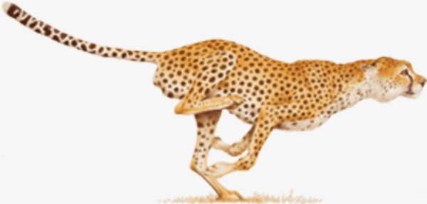 Running Cheetah PNG, Clipart, Animals, Black, Black Spots.