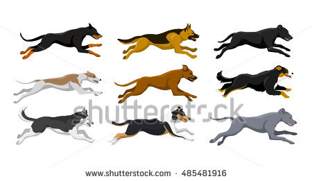 Husky Stock Images, Royalty.