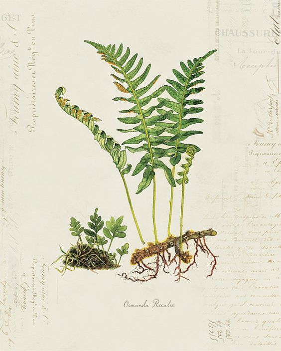 1000+ images about Botanical prints on Pinterest.
