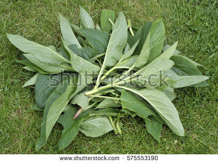 Comfrey Stock Images, Royalty.