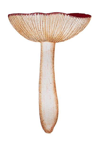 Emetic Russula Clip Art, Vector Images & Illustrations.