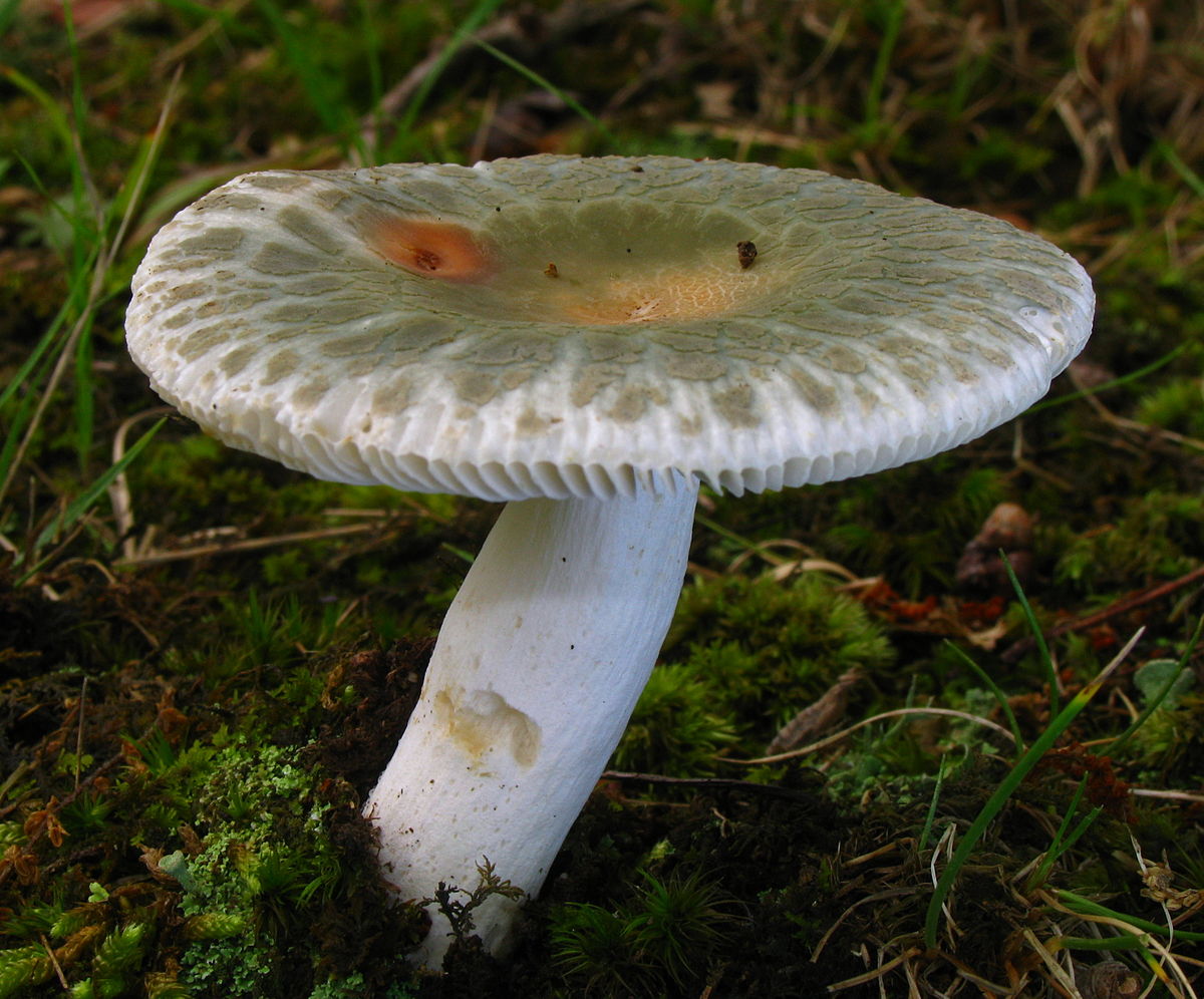 Russula crustosa.