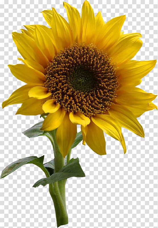 rustic sunflower clipart 10 free Cliparts | Download images on