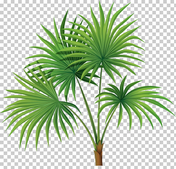 Arecaceae Tree Sabal Palm Leaf , Hand.