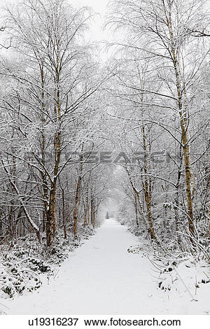 Picture of England, Lancashire, Saddleworth, Snow covered path.